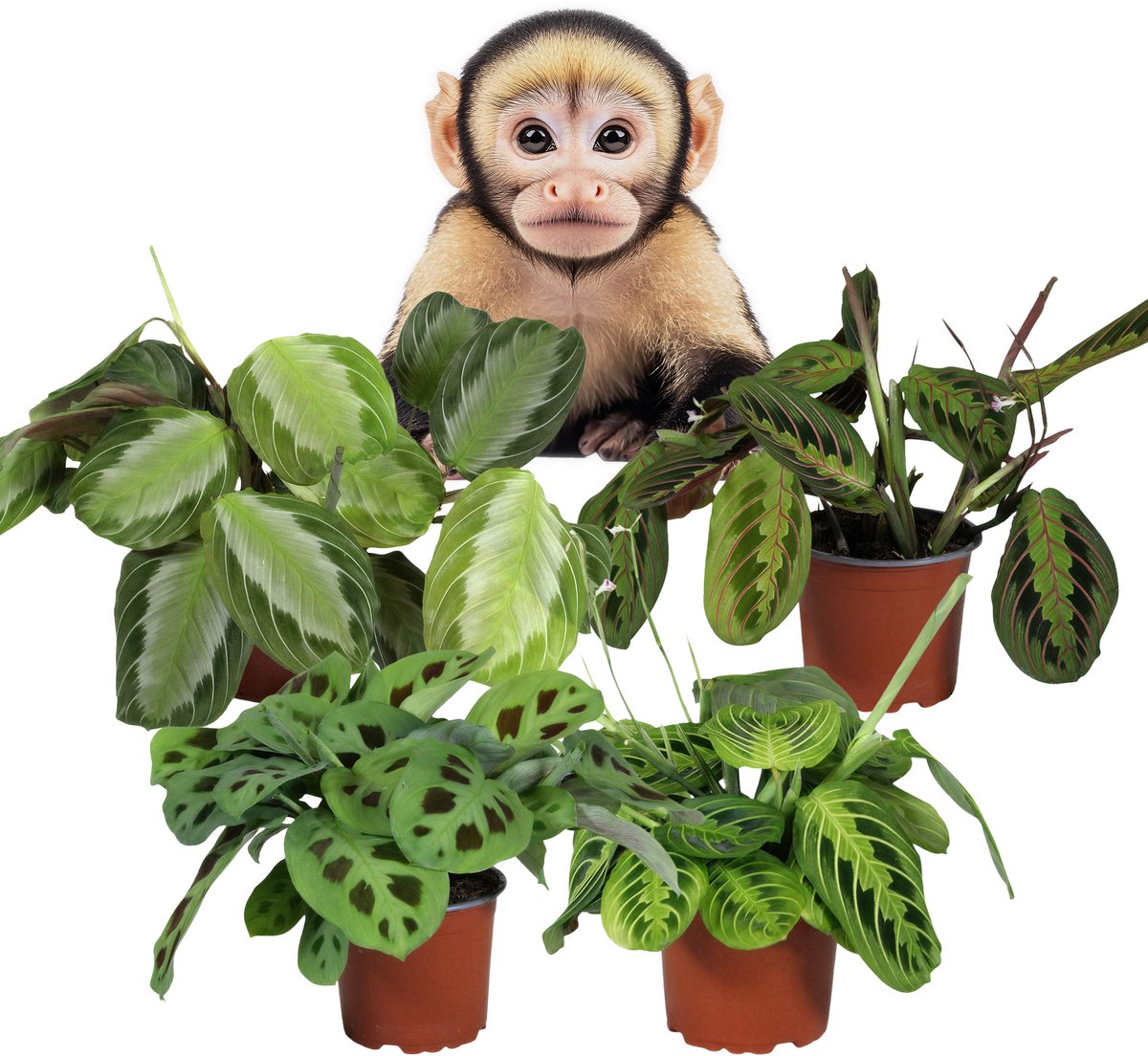 Maranta Gebedsplant – Set van 4 Kamerplanten – Tricolor, Kerchoveana, Lemon Lime & Silver Band – 30–35 cm – Pot 12 cm