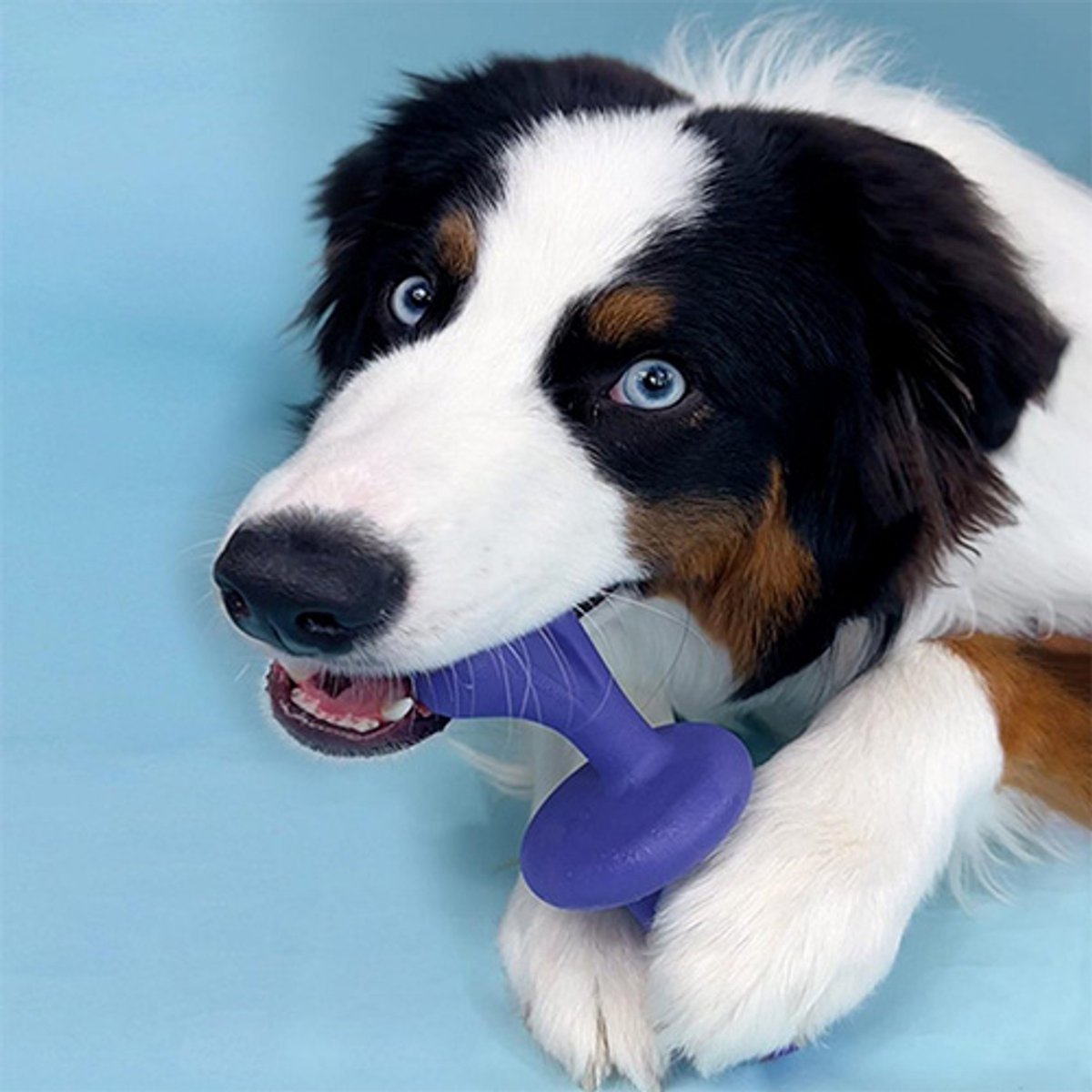 Nylabone Giant Rolley Bacon - L