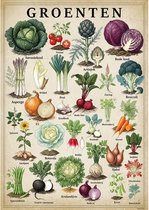 Vintage Poster Groenten - 43 x 61 cm - Kleurmedia® Retro Botanische Collectie 2026 - Posters met Nederlandse Benamingen