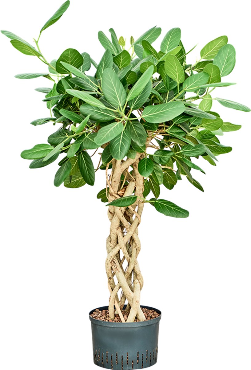 Ficus Audrey gevlochten koker | Tabaksplant