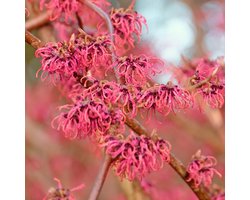 Hamamelis vernalis 'Amethyst', Purperkleurige Toverhazelaar, 2 liter pot