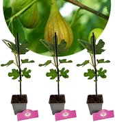 Set van 3 Vijgen - Ficus carica 'Longue d'Août' - Hoogte 20/25cm - 9cm pot