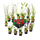 Een selectie van waterplanten, waaronder waterlelies, irissen en riet, in potten.