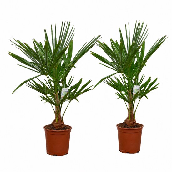 Twee Trachycarpus Fortunei palmboompjes in bruine potten met groene bladeren.