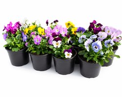 Viooltjes Kleurenmix – 12 Winterharde Violen – Viola cornuta – Voor Tuin, Border, Balkon & Bloembak – Tuin de Bruijn