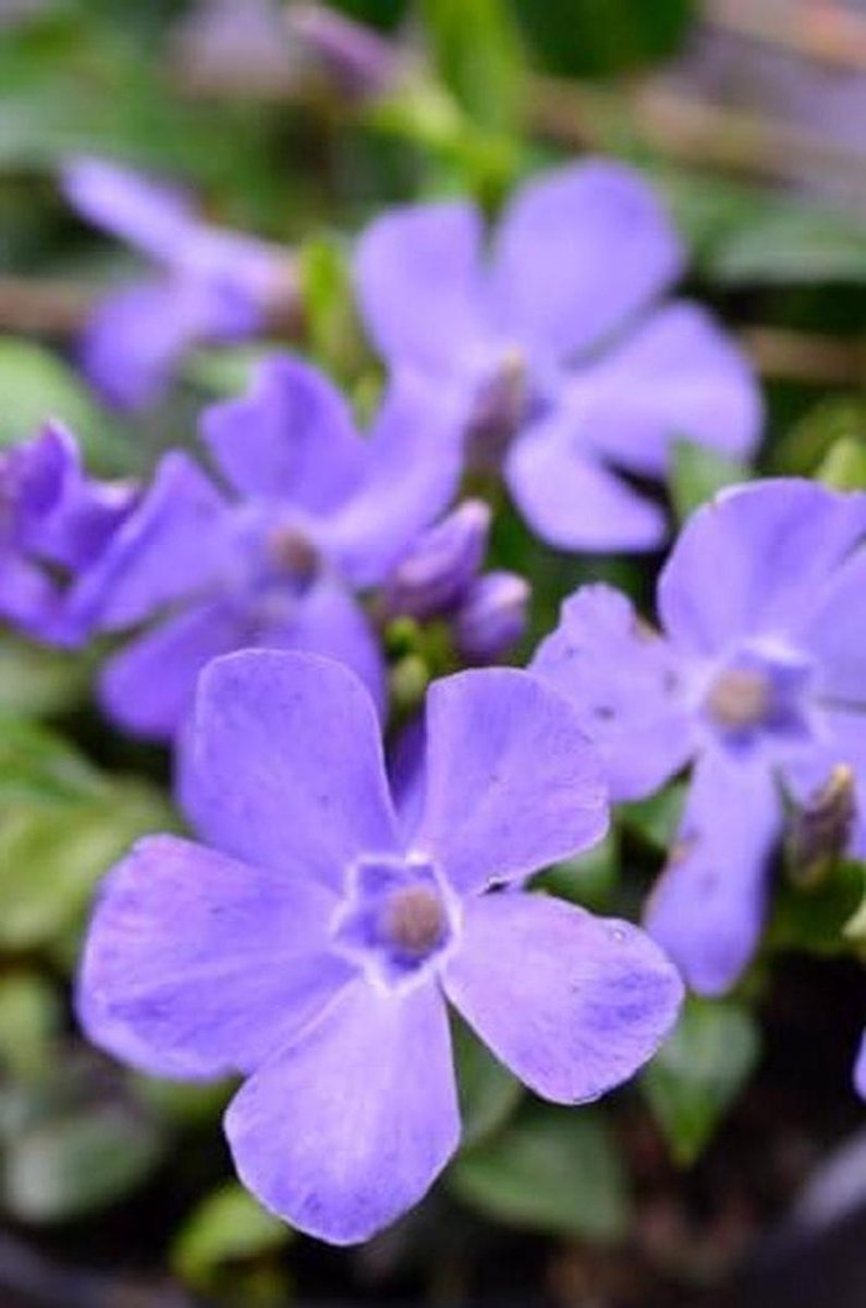 Vinca Minor - Maagdenpalm Bodembedekker - Tuin Opvullen - Altijd Groene Bladeren - 4-5 planten/m² - Blauw