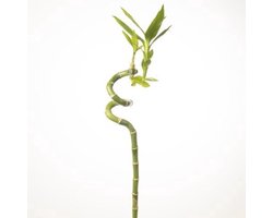 JUNAVERA Lucky Bamboo | Dracaena sanderiana | 1 stek van 40 cm hoog | Geschikt voor aquaria en terraria