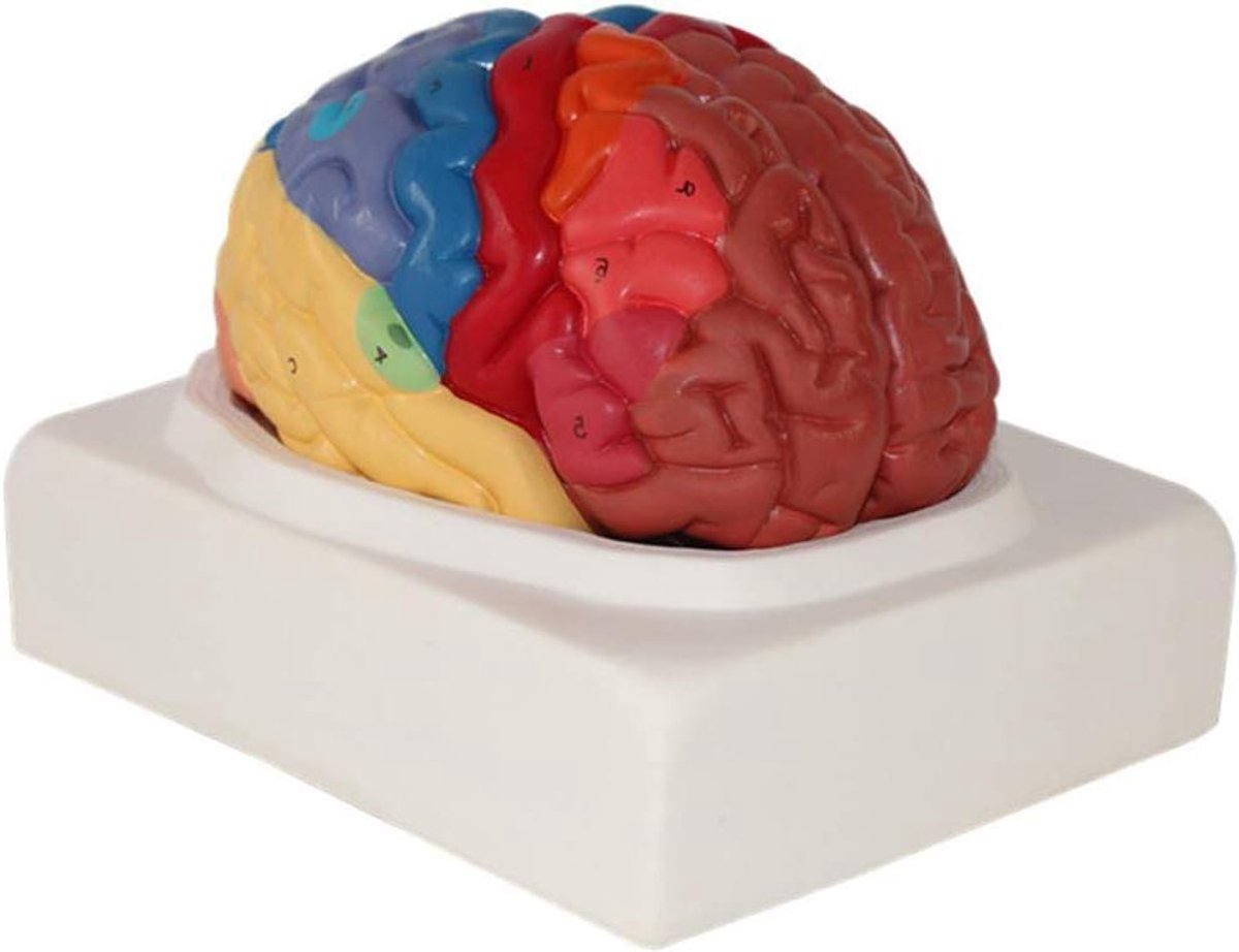 Anatomical Model Of The Human Brain – Model Of The Functional Brain Area 1: 1 Ratio