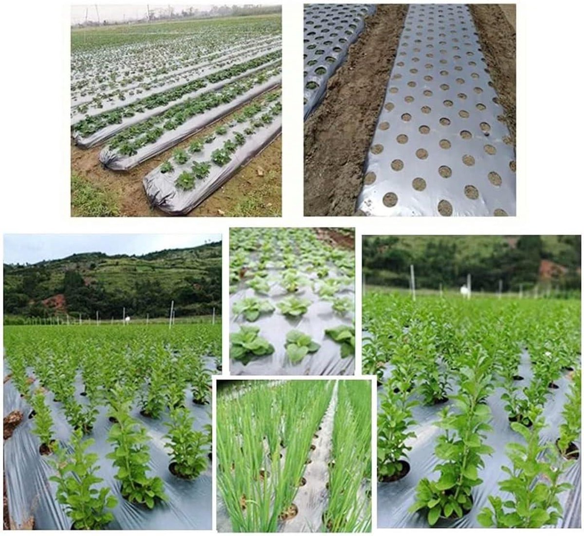 Krimpfolie Kas - Geperforeerde Folie - Planten Beschermen - Scheurbestendig PE Materiaal - 95 cm Breed - One Color