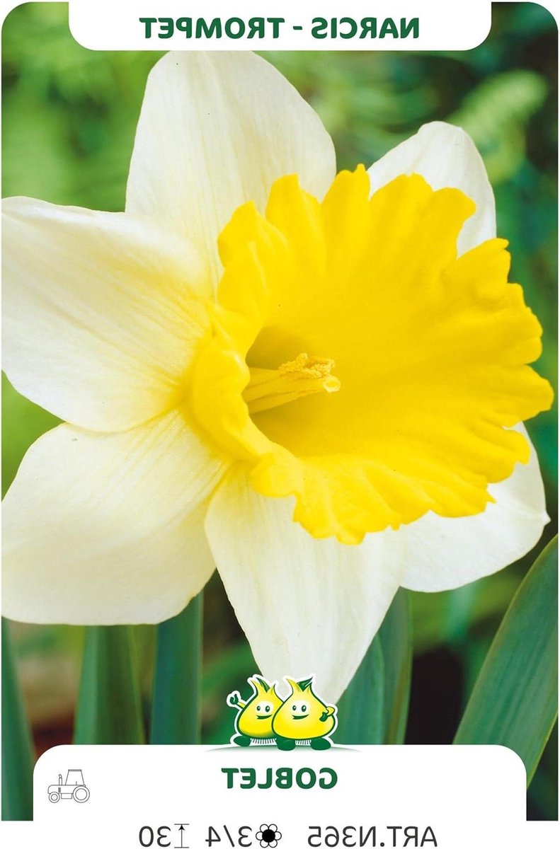 Bloembollen Narcissus - Trompet Narcis - Tuin Kleuren - Grote Gele Bloemen - 10 Stuks - Geel