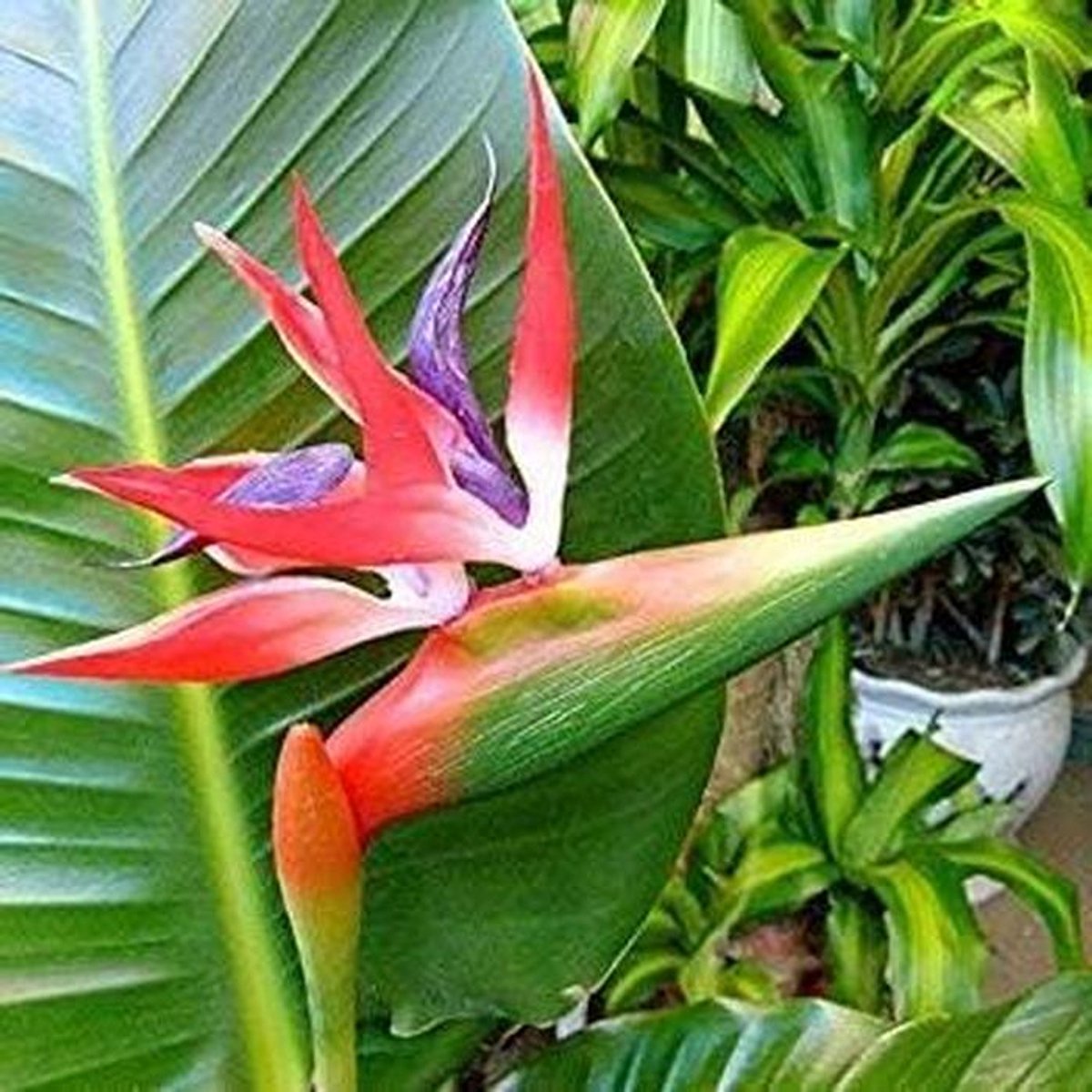 Bloemenzaadjes - Exotische bloemen - Planten kweken - Makkelijk te kweken - 50 zaadjes - Groen