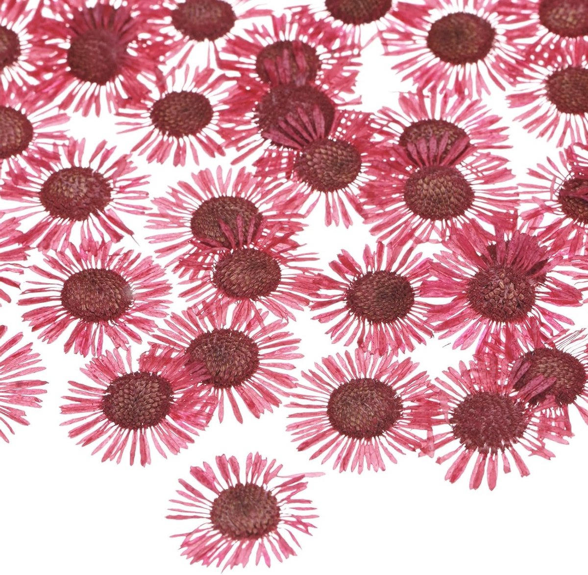 60 Dried Pressed Flowers voor Hars, Natuurlijke Bloemen voor Knutselen, Zeep en Scrapbooking - Perfect voor Creatieve Projecten