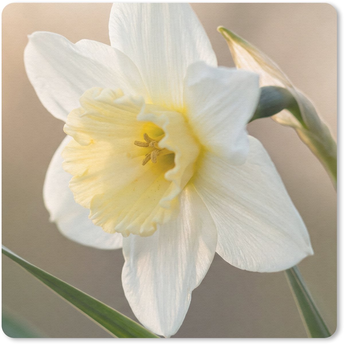 Muismat 20x20 cm - Mousepad Narcis - Bloem - Minimalistisch - Muismatten