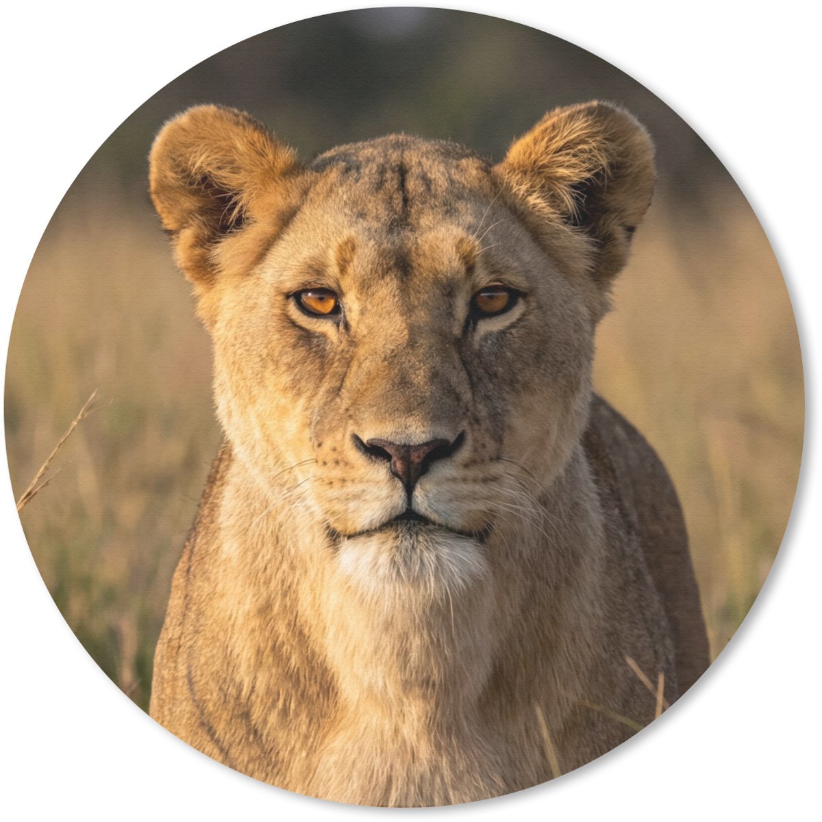 Muismat rond 30x30 cm - Mousepad Leeuwin - Gras - Geel - Ronde muismatten