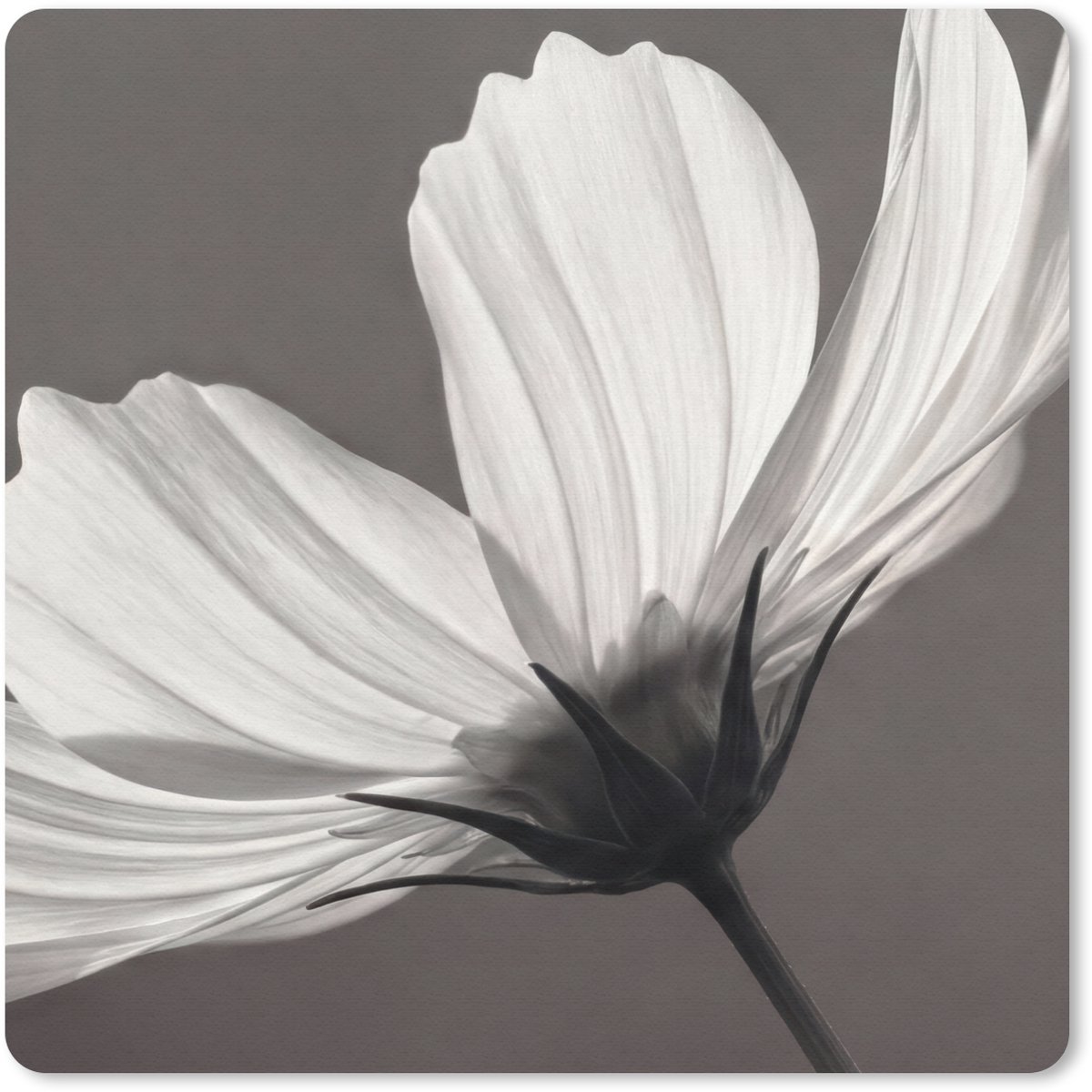 Muismat 20x20 cm - Mousepad Bloem - Minimalistisch - Zwart - Wit - Muismatten