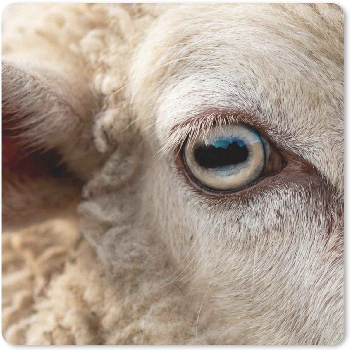 Muismat 20x20 cm - Mousepad Schaap - Oog - Wit - Muismatten