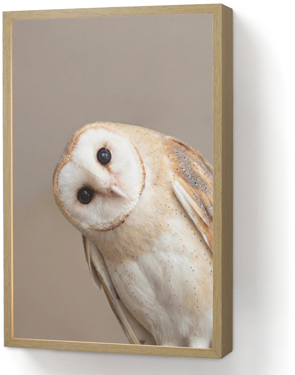 Wandlamp 40x60 cm - Oplaadbaar - Uil - Bruin - Wit - Wandlampen binnen woonkamer - Slaapka