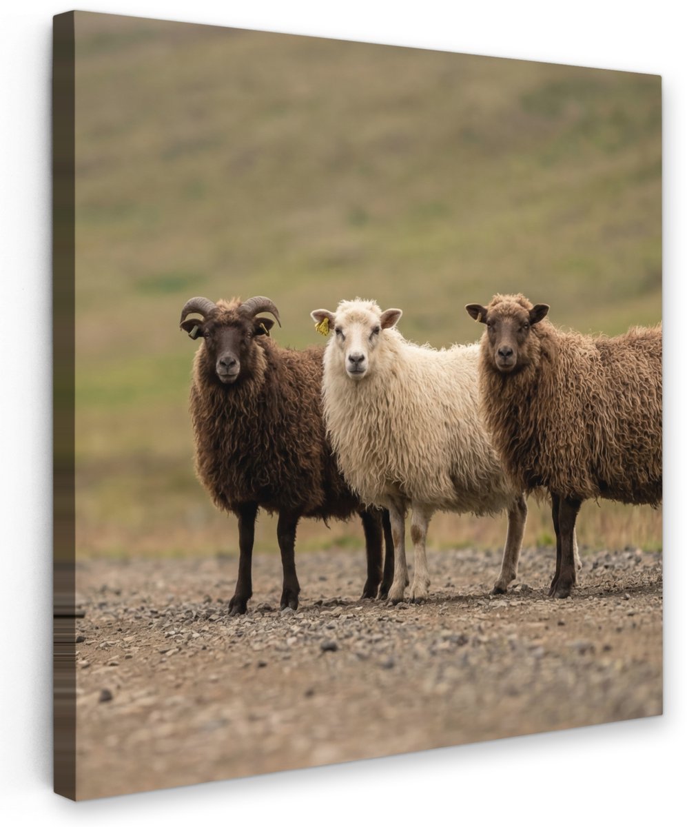 Tuinschilderij voor buiten 50x50 cm - Tuindecoratie Schapen - Bruin - Wit - Grindpad - Tuinposter op canvas - Tuin muurdecoratie - Buitenschilderij decoratie - Schutting wanddecoratie - Buitencanvas