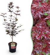 Green boutiQ - Tuinplant - Acer palmatum Bloodgood - Japanse Esdoorn - Bladverliezend - Rood - 1 - Pot 26cm - Hoogte 90cm