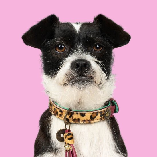 Dwam Halsband Lou Lou Paars - Hondenhalsband - 23-26x2 cm