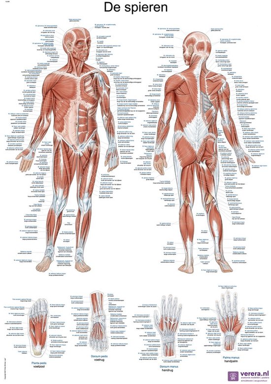 Anatomie poster spieren (Nederlands/Latijn, papier, 50x70 cm) + ophangsysteem