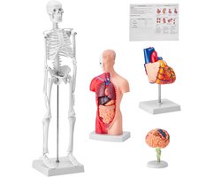 Set van 4 Menselijke Anatomiemodellen, 3d-Leermiddelen voor Hersenen, Romp, Hart en Skelet, Lesmodellen voor Fysiologiestudenten en Kinderen