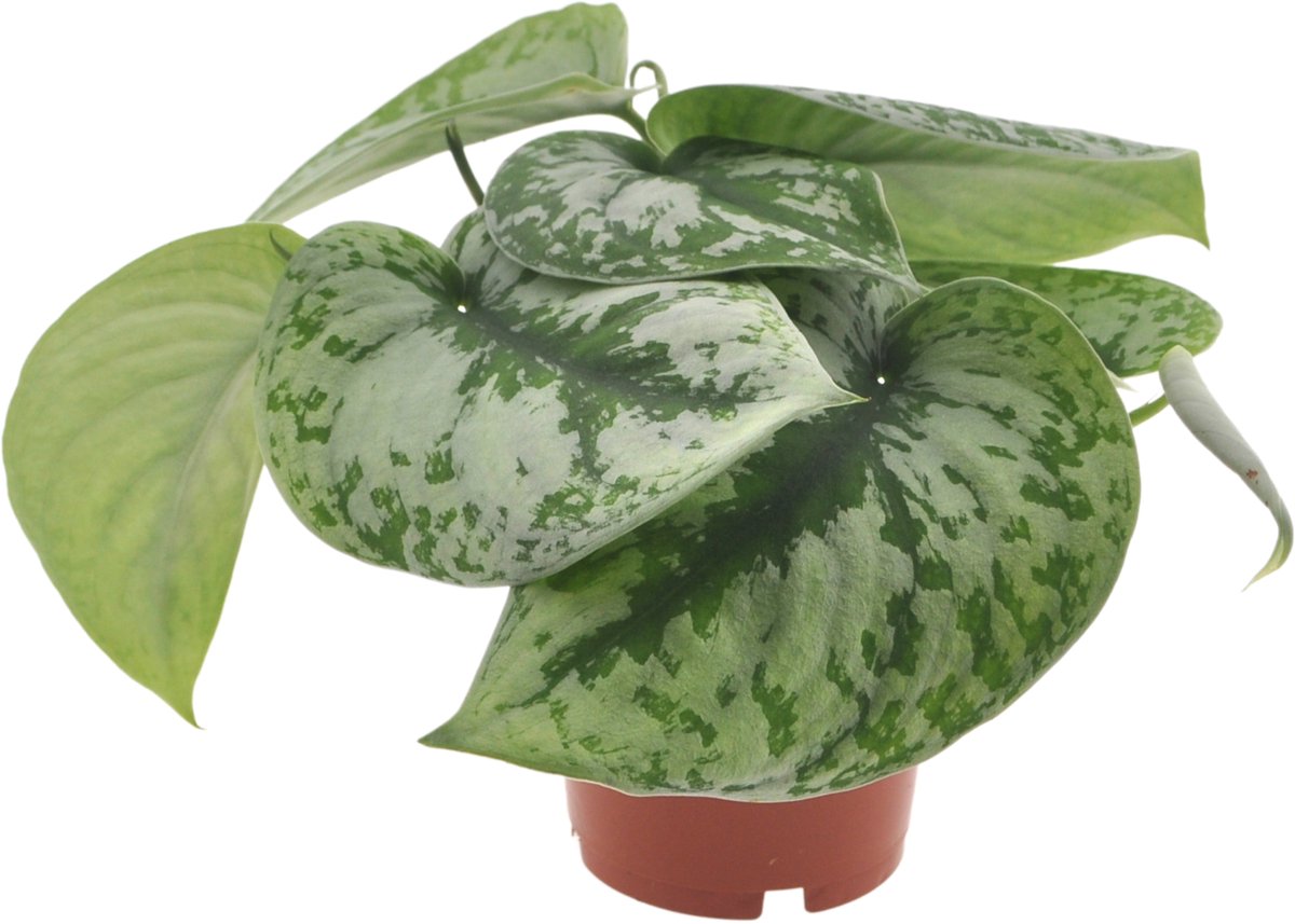 Scindapsus Trebi | 25cm | Hangplant