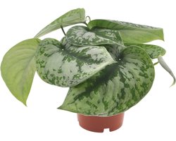 Scindapsus Trebi | 25cm | Hangplant