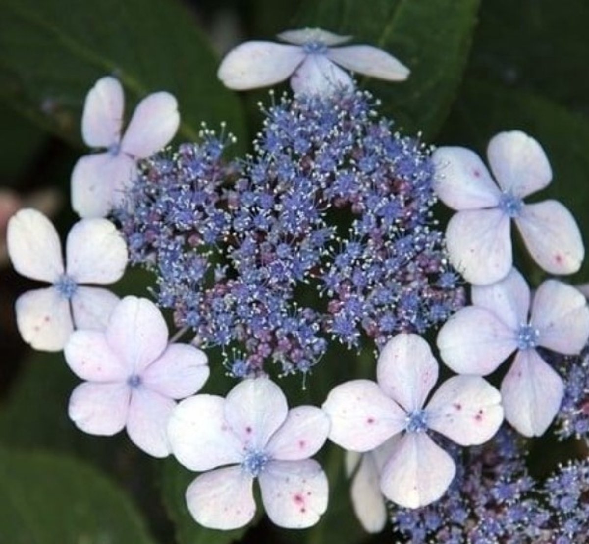 Hortensia (Hydrangea macrophylla) - Libelle - Vaste planten - Bijen-Vlinders - Snijbloemen - (Ook)-Voor in huis - Zomerbollen