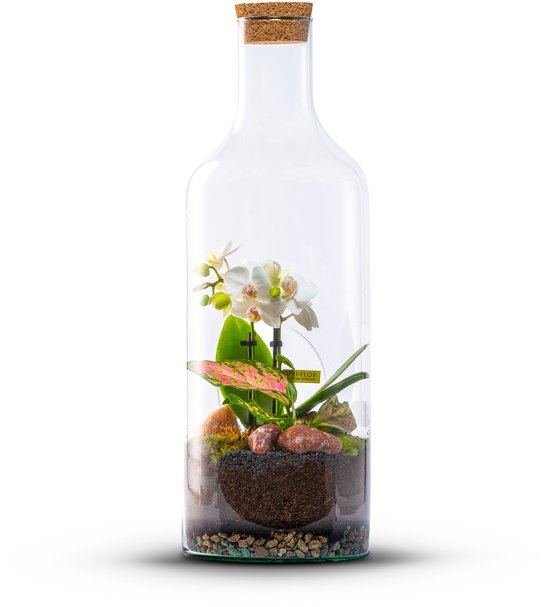 The Green Bottle Garden - Bottle Orchidee M - Terrarium - Flessentuin - Orchidee in glas - kant en klaar-