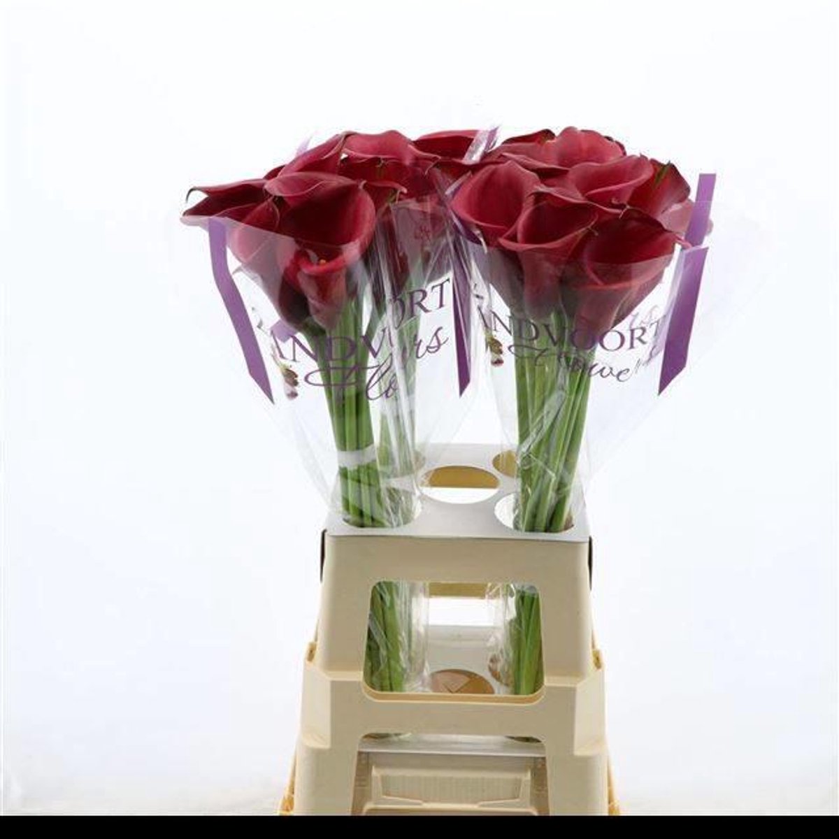 10x Zant.red salsa 60cm