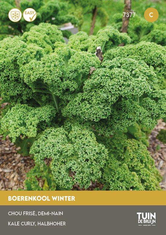 Boerenkool – Westlandse Winter