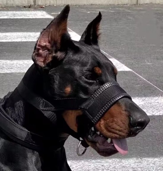 Licol chien - Taille L - Anti-traction - Zwart - Doublé - Licol et muselière - Licol chien anti-traction - Licol chien - Anti-traction chien - Collier de dressage