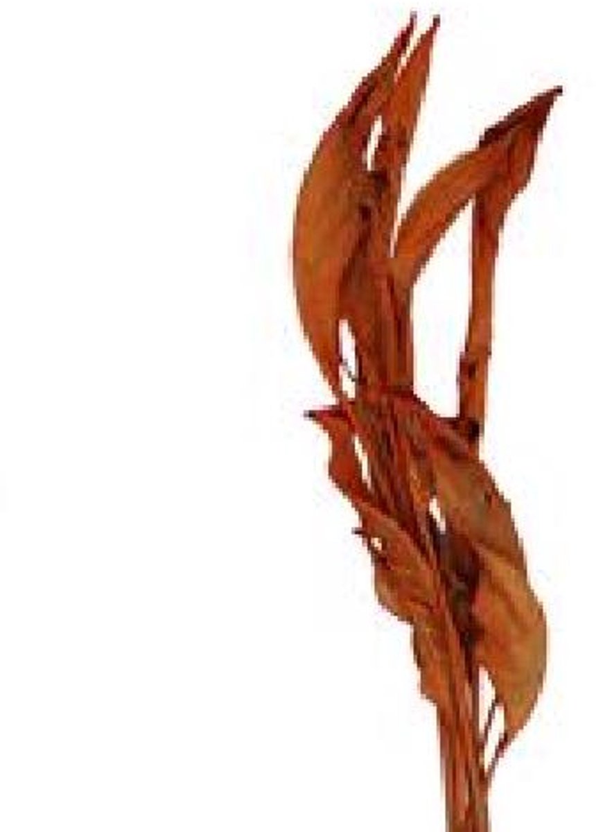 20x Dc strel.blad oranje 80cm