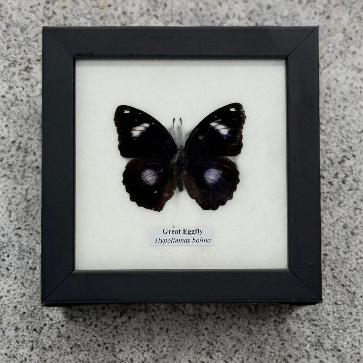 Great eggfly - vlinder - in lijst - 12,5x12,5 cm