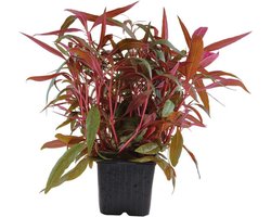 XL Moederplant Aquariumplant - Alternanthera met Roze Bladeren voor een Kleurrijk Aquarium
