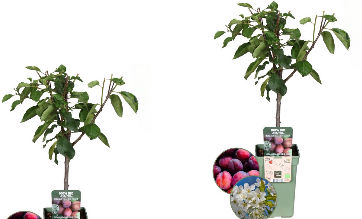 2 Stuks 100% Biologische Pruimenbomen Set, Prunus Domestica - Ø 20 cm - ↨ 60 cm