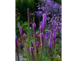 Liatris spicata | 5 stuks | Bijen- en vlinderplant | Bijentuin | Bloeiende vaste plant | bloemenpracht in de zomer | Wortelstok | Snijbloem | verwilderend | Geschikt voor in Pot | winterhard | Roze