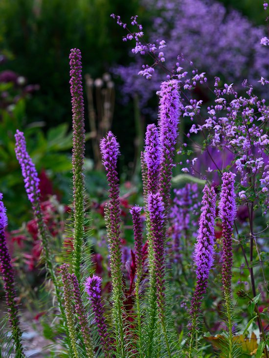 Lampenpoetser (Liatris) Spicata