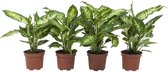 Combi deal - 4x Dieffenbachia 'Compacta'