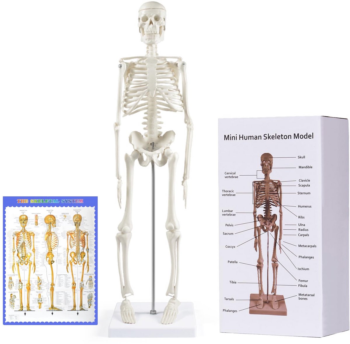 Mini Menselijk Skeletmodel 17 inch - Anatomisch en Beweegbaar Skelet voor Studie