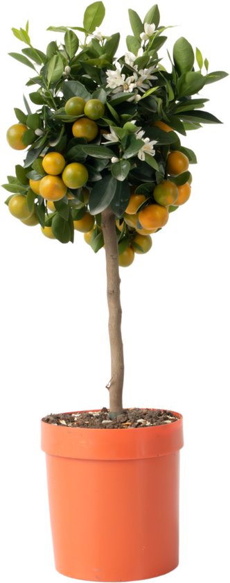 Citrus Calamondin – Citrusboom