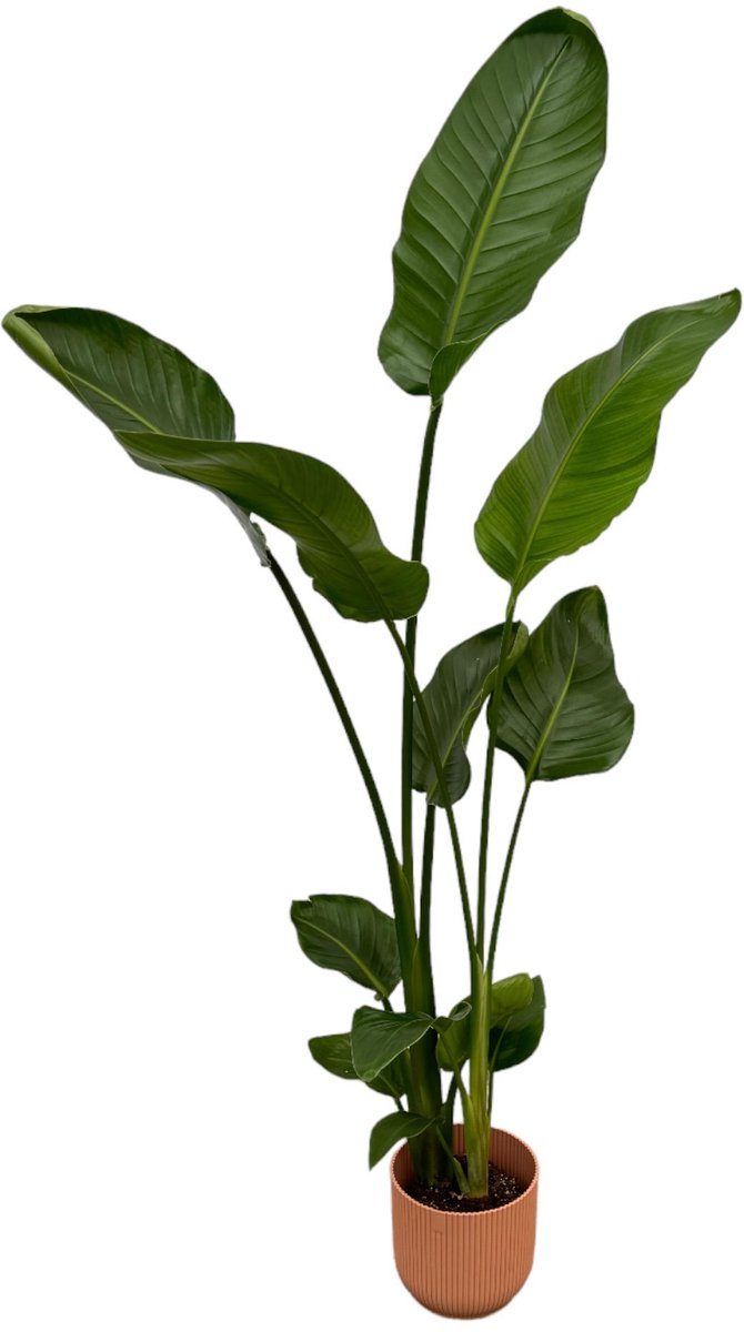 Strelitzia Nicolai inclusief elho Vibes Fold Round roze - 100 cm - Ø18