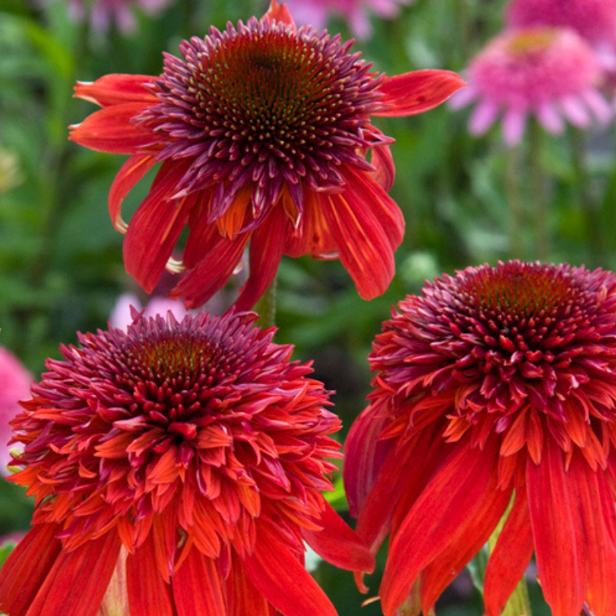 6x Echinacea purpurea 'Eccentric'® Pot 9x9cm - Prachtige paarse zonnehoed planten