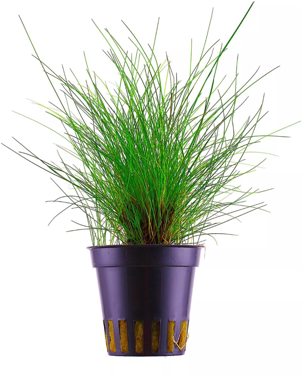 Moerings Eleocharis parvulus | Dwergnaaldgras | in 5 cm pot