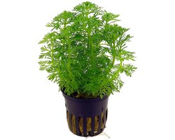 Moerings Limnophila Sessiliflora | Dwerg Ambulia | in 5 cm pot