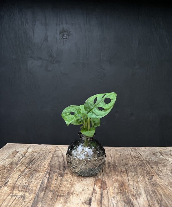 Lofe Jive glas klein | Hydroponie | glas grijs gekleurd puntjes met Monstera Adansonii| per stuk