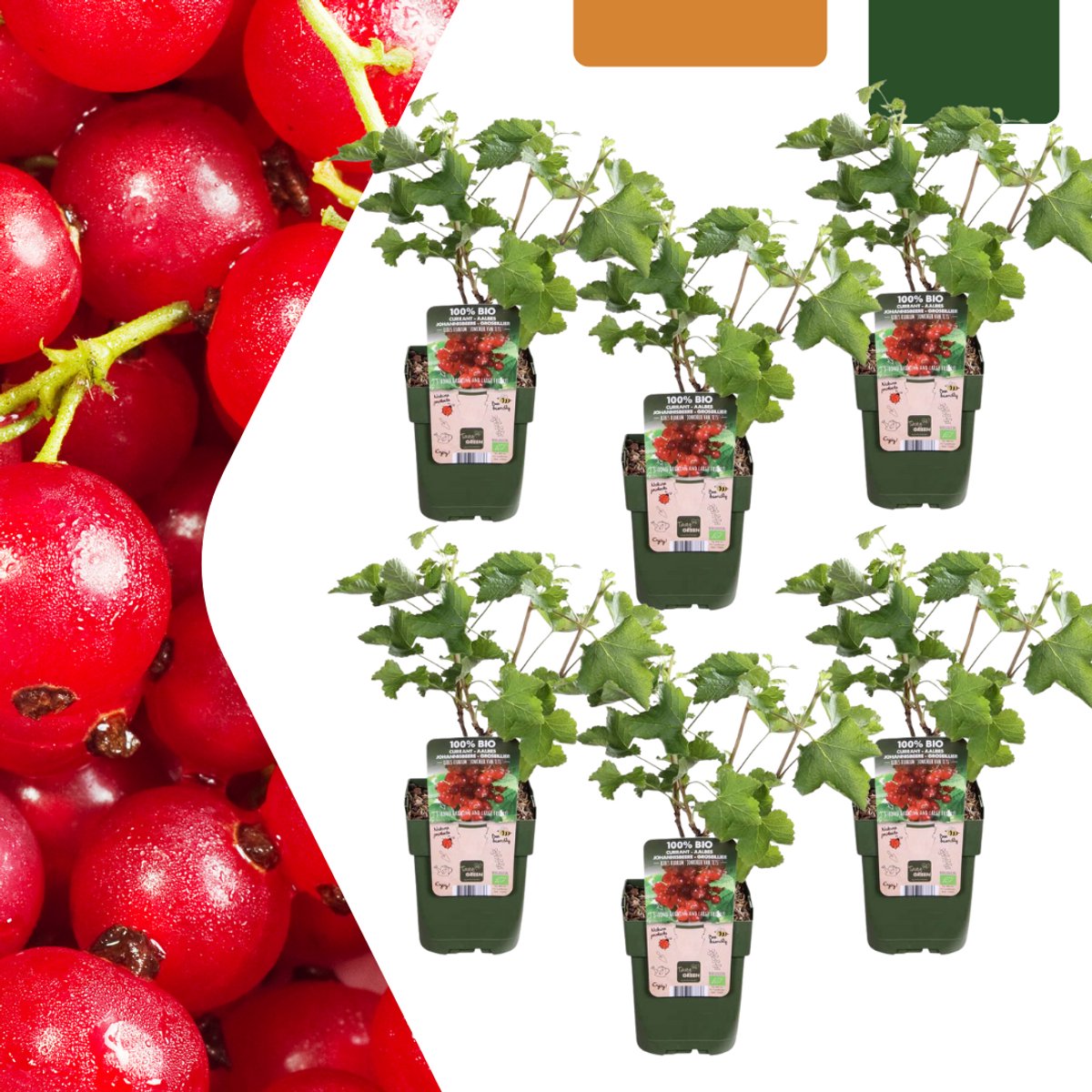 Tuinplantenshop.com | Kruisbessenplanten - Ribes rubrum - biologisch | 6 stuks - Ø13cm - 20cm hoog - Tuinplant - Groente & Fruit