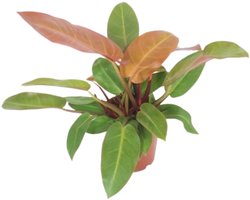 Philodendron Prince of Orange - Hoogte 50cm - Pot 19cm