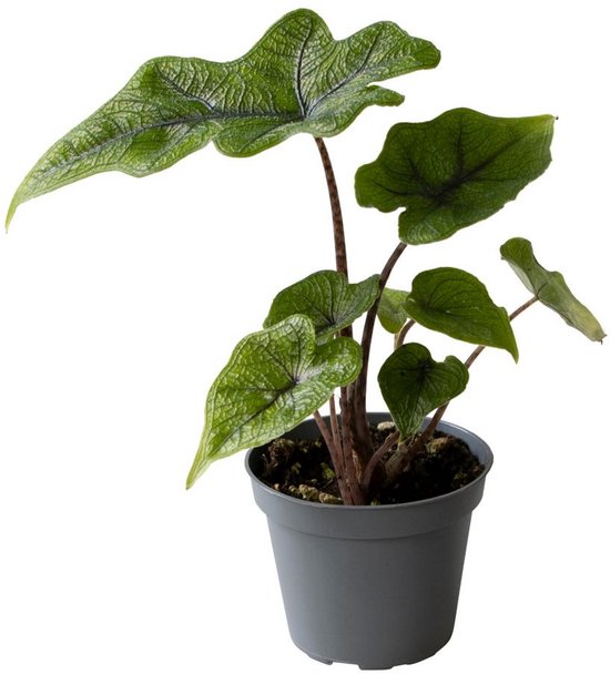 Alocasia Jacklyn - Hoogte 10cm - Pot 6cm